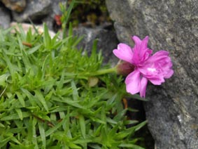 Silene acaulis 'Helen's double'